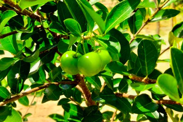 Shalom Estate Guava
