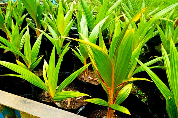 King coconut seedlings