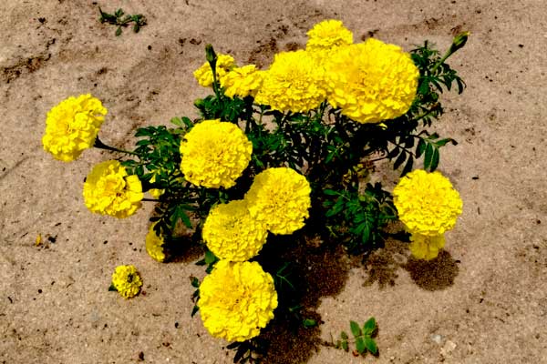 Marigold