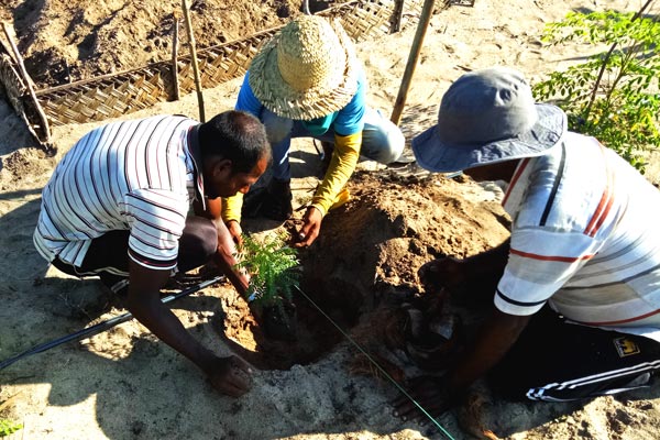 Planting hybrid curry leaves