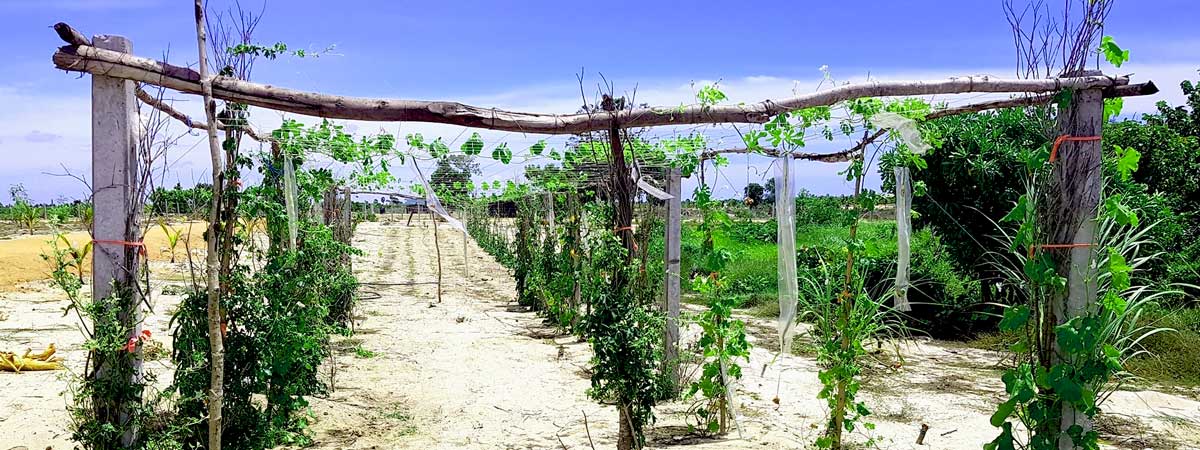Shalom Estate planting frame