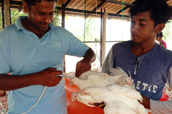 Vaccinating layers